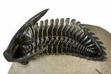 Ventrally-Prepared Hollardops Trilobite - Foum Zguid, Morocco #382847-1
